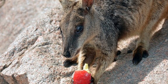 Adorable Baby Kangaroo